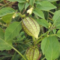 Physalis angulata L.